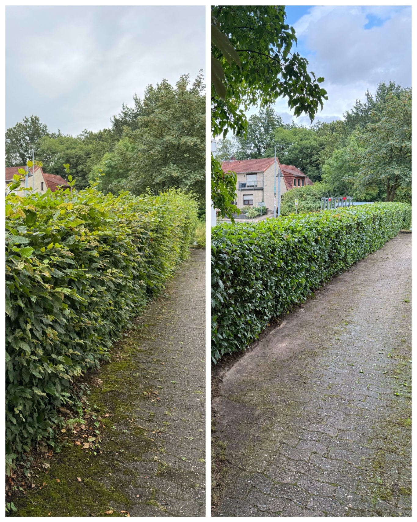 Formschnitt Hecke